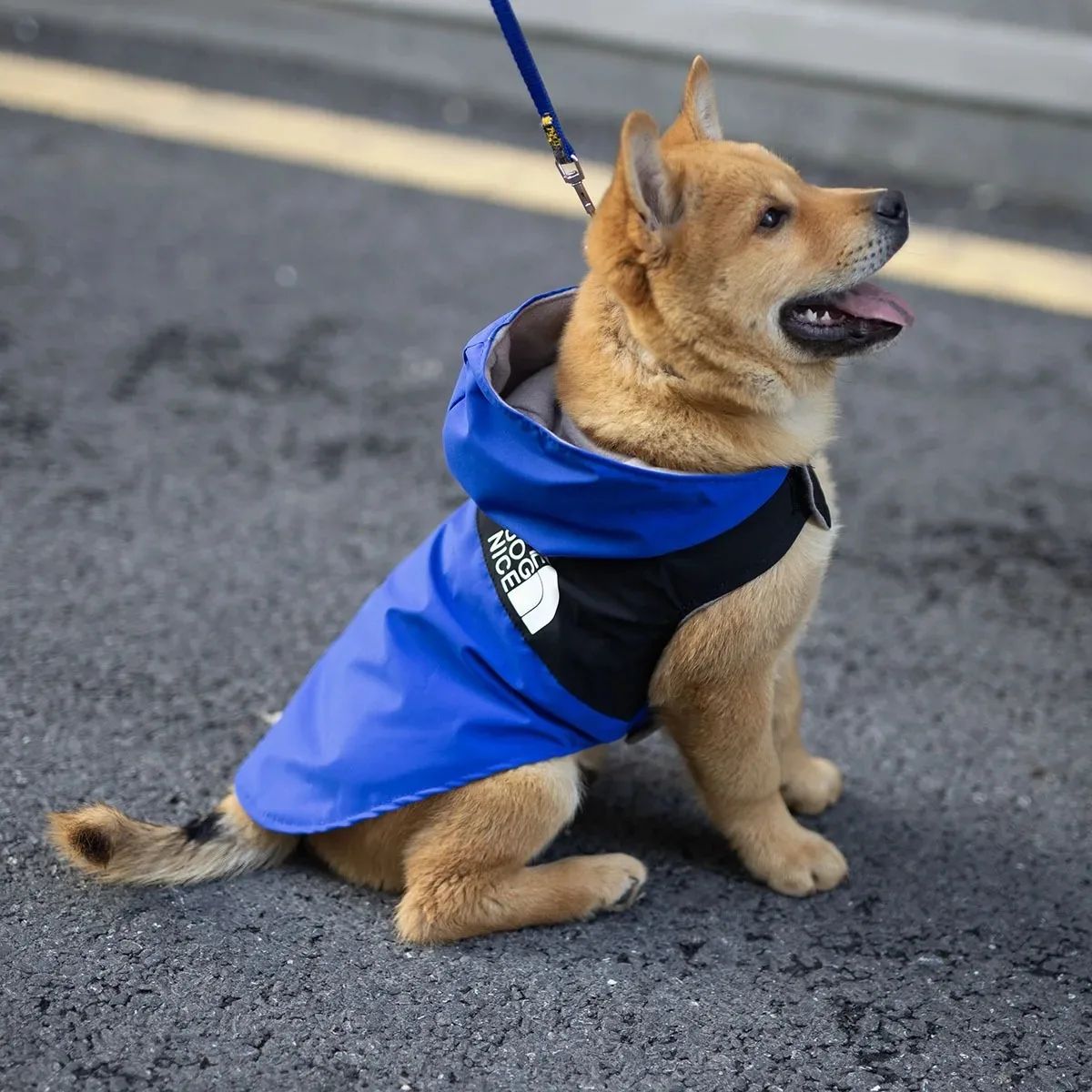 Summer Dog Shirt Lightweight Pet Apparel yellow l