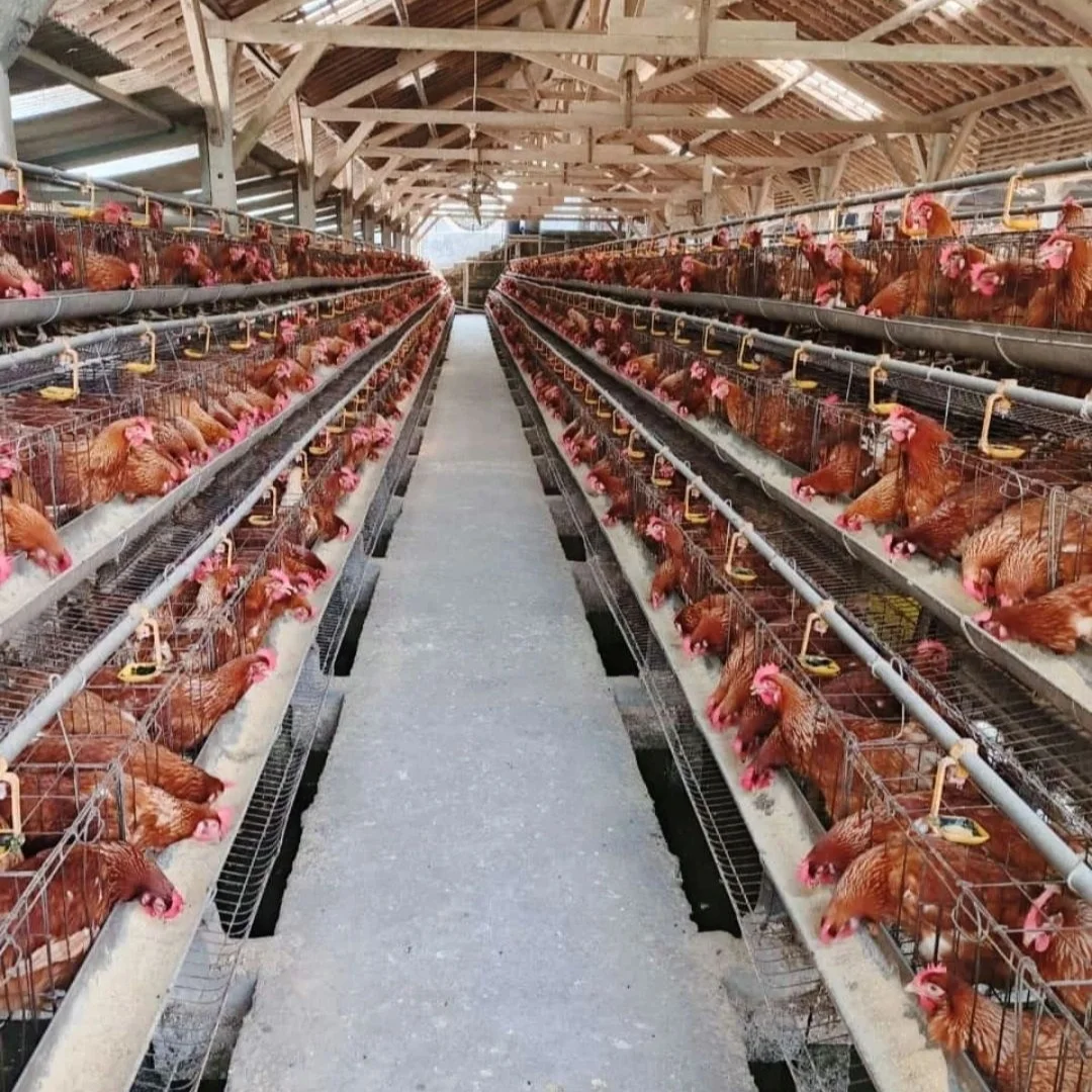 4-stufige Batteriekäfige mit Hühnerschicht, Eierschicht 96/120/128/160 Vögel, 3/4-stufiges Geflügel, 10.000 Vögel legende Hühnerschicht-Hühnerkäfig Image