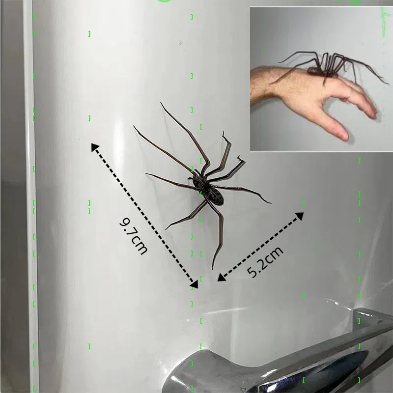 Magnetic Fridge Accessories, Spider Magnet Home Decor, Fun Novelty Spider Fridge Magnets For Refrigerators brown 1pc