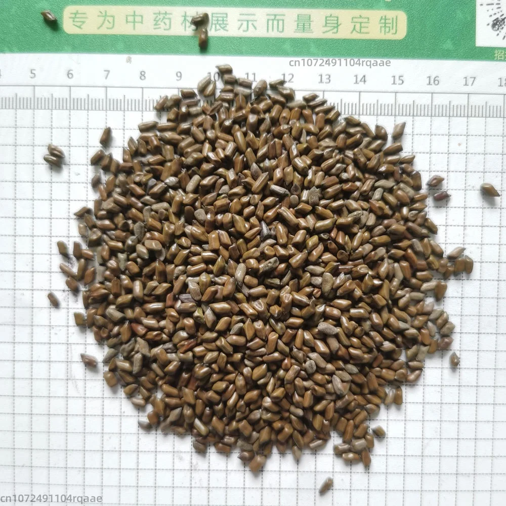 Anpassbare natürliche Cassia-Samen (Jue Ming Zi), bitterer Buchweizen für DIY-Kissenfüllmaterialien, Tiefschlaf-Halswirbelrelief Image