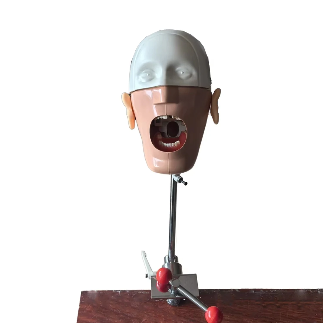 Kopfmodell Dentalsimulator Phantomkopf für Zahnarztbildung Zahnarztunterricht /Einfaches Kopfmodell Phantom Image
