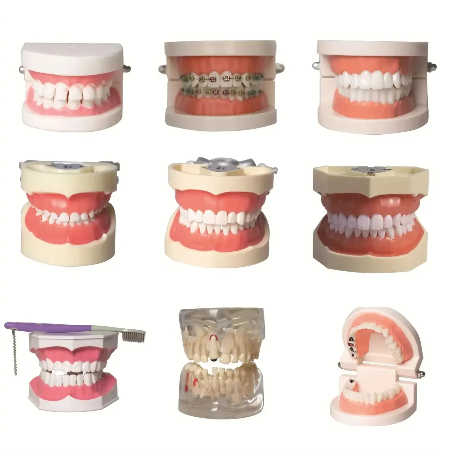 Mehrere Arten von Dentalmodellzähnen – Lehren/Arbeitszimmer (Kieferorthopädische, abnehmbare Zähne, Implantatmodelle, Lehrmaterial für Zahnarzt) Image