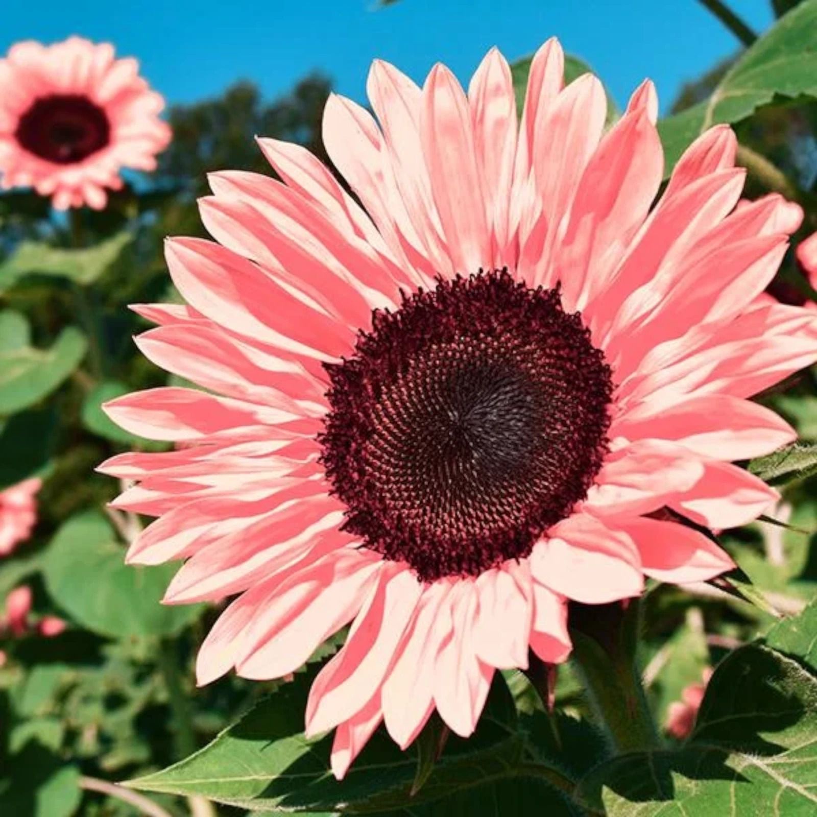 Non GMO Pink Sunflower Seeds For Planting Heirloom Flower Variety Non GMO Pink Sunflower Seeds For Planting Heirloom Flower Variety