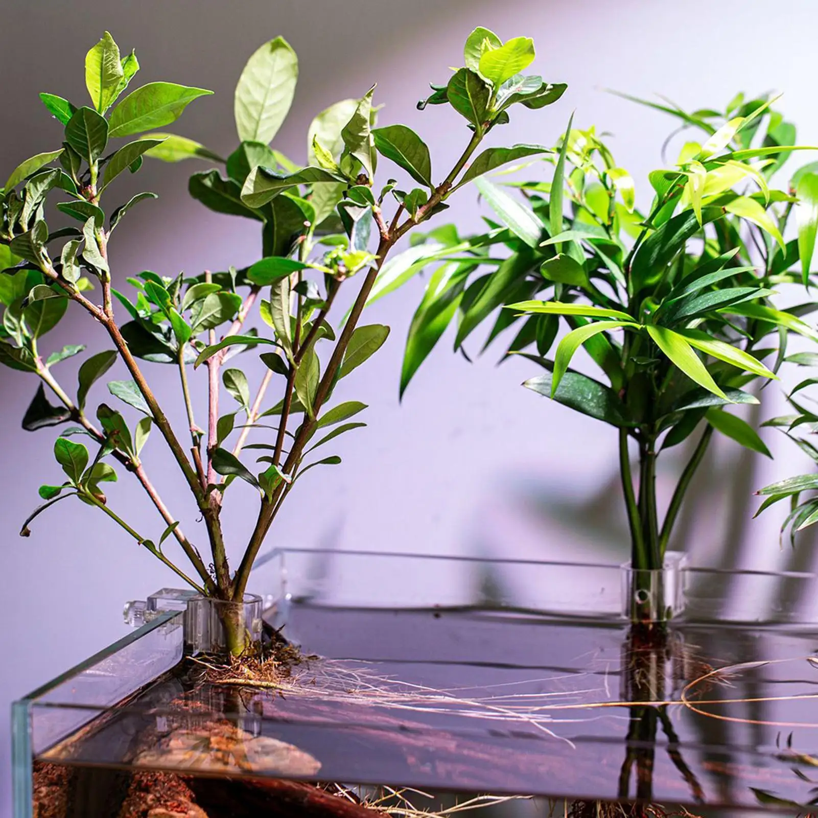 Pflanzenhalter für Aquarien, 6-teilig, transparente Pflanzhalterung, zum Aufhängen, Wasserpflanzenhalter für Aquarien, zum Pflanzen zu Hause Image