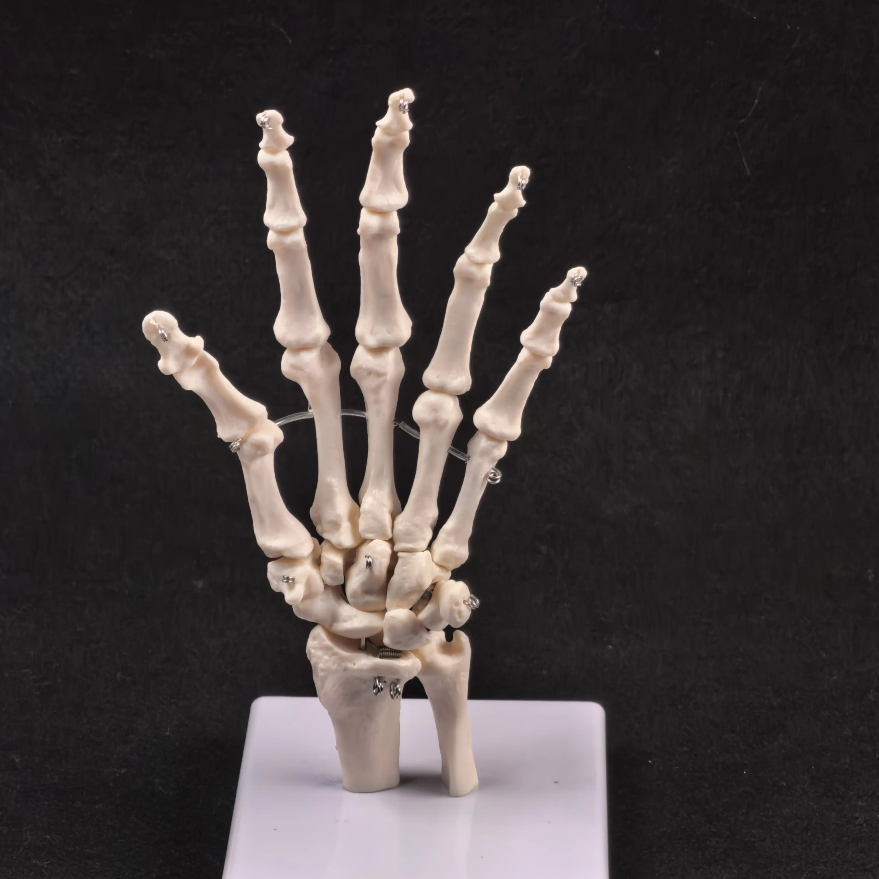 PVC Menschliches Handgelenk Lebensgroßes Knochenskelett Anatomisches Modell Medizinische Anatomie für den medizinischen Wissenschaftsunterricht Image