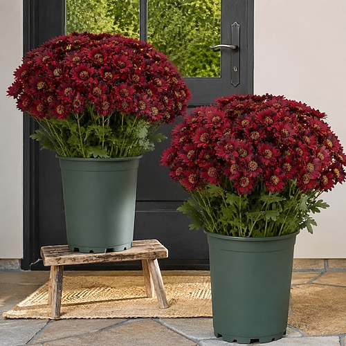 10 Bündel künstliche Herbstchrysanthemen, Sunset-Chrysanthemen, künstliche Herbstblumen für den Außenbereich mit Gänseblümchen und Eukalyptus, UV-beständig, wasserfest, windfest, naturgetreue, Image