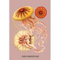 Buyenlarge Jellyfish: Discomedusae #2 by Ernst Haeckel Graphic Art on Wrapped Canvas in Brown/Pink | 30 H x 20 W x 0.5 D in | Wayfair 17006-9C2030