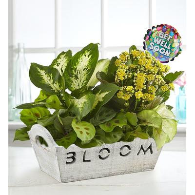 1-800-Flowers Everyday Gift Delivery Bloom Dish Garden Bloom W/ Get Well Balloon | Happiness Delivered To Their Door