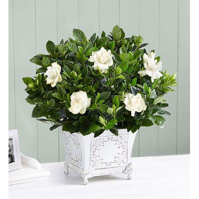 1-800-Flowers Everyday Gift Delivery Grand Gardenia For Sympathy Medium | Happiness Delivered To Their Door