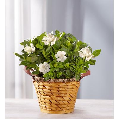 1-800-Flowers Everyday Gift Delivery Cherished Gardenia Medium | Happiness Delivered To Their Door