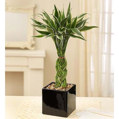 1-800-Flowers Plant Delivery Modern Bamboo Braided Bamboo | Happiness Delivered To Their Door