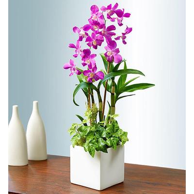 1-800-Flowers Flower Delivery Classic Memories Orchid Garden | Happiness Delivered To Their Door