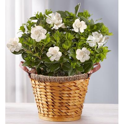 1-800-Flowers Everyday Gift Delivery Cherished Gardenia Large | Happiness Delivered To Their Door