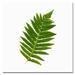 Trademark Fine Art 'Simple Fern' by Kathie McCurdy Framed Photographic Print on Wrapped Canvas in Green | 24 H x 24 W x 2 D in | Wayfair