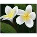 Trademark Fine Art "Hawaiian Lei Flowers" by Rio Framed Painting Print on Wrapped Canvas in White/Black | 35 H x 47 W x 2 D in | Wayfair