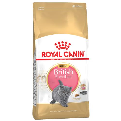 2kg British Shorthair Kitten Royal Canin Katzenfutter