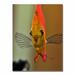 Trademark Fine Art 'Talking w/ a Fish' by Kurt Shaffer Framed Photographic Print on Wrapped Canvas in Brown/Orange | 24 H x 18 W x 2 D in | Wayfair