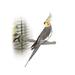 K&H Manufacturing Heated Metal Bird Perch for Inside Cage Metal | 1 H x 13 W x 2 D in | Wayfair 100213396