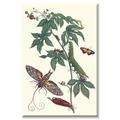Buyenlarge Bellyache Bush w/ a Giant Sphinx Moth & a mark Butterfly by Maria Sibylla Merian Graphic Art on Wrapped Canvas in Brown/Green | Wayfair