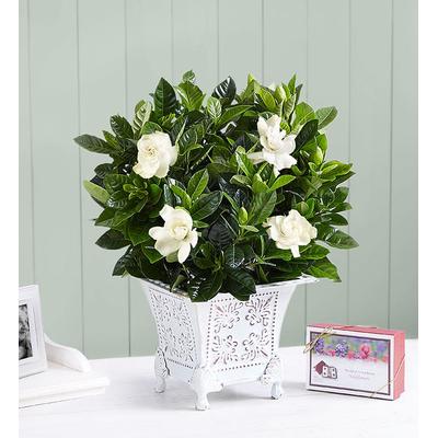 1-800-Flowers Everyday Gift Delivery Grand Gardenia For Sympathy Small W/ Seeds | Happiness Delivered To Their Door