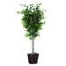Vickerman 26287 - 6' Ficus Deluxe (TDX0160) Ficus Home Office Tree