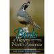 Princeton Field Guides: Birds of Western North America: A Photographic Guide a Photographic Guide (Paperback)