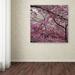 Trademark Fine Art "Cherry Blossoms 2014-3" by CATeyes Photographic Print on Wrapped Canvas in Green/Red | 24 H x 24 W x 2 D in | Wayfair