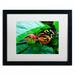 Trademark Fine Art 'Cream Spotted Tigerwing' by Kurt Shaffer Framed Photographic Print Canvas in Green | 16 H x 20 W x 0.5 D in | Wayfair