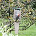 Birds Choice Suet Feeder w/ Tail Prop for Two Cakes in Taupe & Brown Recycled Plastic Metal in Green | 23 H x 3 W x 8 D in | Wayfair SNPS