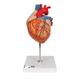 3B Scientific Menschliche Anatomie - Herzmodell, 2-fache Größe, 4-teilig + kostenlose Anatomie App - 3B Smart Anatomy