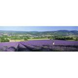 Panoramic Images PPI137097L Woman in a field of lavender near Villars in Provence France Poster Print by Panoramic Images - 36 x 12