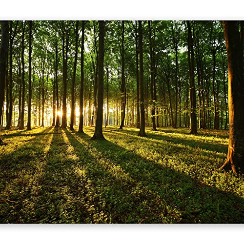 Wallpaper - Wall Mural 400x280 cm Non-Woven Premium Art Print Fleece Wall Mural Decoration Poster Picture Design Modern Sunshine Forest Nature Landscape c-B-0027-a-b