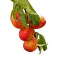 Olive Grove Dwarf Patio Fruit Tree - Nectarine - Approx 75cm Tall -