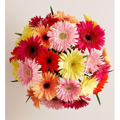 1-800-Flowers Flower Delivery Happy Gerbera Daisies 12-24 Stems, 24 Stems Bouquet Only | Same Day Delivery Available