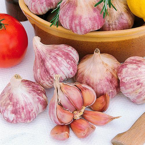 Pflanzknoblauch Germidour, rosa, französischer, 250 g