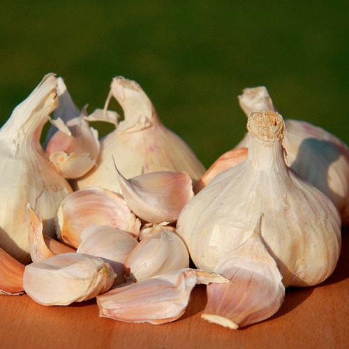 Pflanzknoblauch Messidor, weißer französischer, 250 g