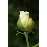 Californian tree poppy flower ready to bloom Poster Print by Peter Skinner (11 x 17)