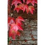 Red Ivy on Stone Wall Poster Print by Lisa S. Engelbrecht (24 x 36)