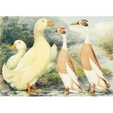 Wright s Book of Poultry nd Pekin & Indian Runner Ducks Poster Print by J.W. Ludlow (24 x 36)