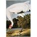 Audubon: Whooping Crane. /Nwhooping Crane (Grus Americana) After John James Audubon For His Birds Of America 1827-1838. Poster Print by (18 x 24)