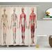 Ambesonne Human Anatomy Vintage Chart of Body Front Back Skeleton & Muscle System Bone Mass Graphic Single Shower Curtain | 70 H x 69 W in | Wayfair