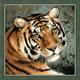 Riolis 1282 Kreuzstich-Set Sibirischer Tiger, Baumwolle, Mehrfarbig, 40 x 40 x 0.1 cm