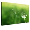 LANA KK - Leinwandbild "Pusteblume" mit Blumen auf Echtholz-Keilrahmen – Frühling und Natur Fotoleinwand-Kunstdruck in grün, einteilig & fertig gerahmt in 60x40cm