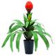 Euro Palms 82505645 Bromelia, 68 cm