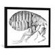 Gerahmtes Bild von English School A Flea from Microscope Observation by Robert Hooke (1635-1703), 1665", Kunstdruck im hochwertigen handgefertigten Bilder-Rahmen, 70x50 cm, Schwarz matt