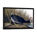 Gerahmtes Bild von John James nach Audubon "American Coot, from 'Birds of America', 1835", Kunstdruck im hochwertigen handgefertigten Bilder-Rahmen, 100x50 cm, Schwarz matt