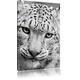 Pixxprint LFs7901_100x70 schöner Schneeleopard fertig gerahmt mit Keilrahmen Kunstdruck Kein Poster Oder Plakat auf Leinwand, 100 x 70 cm, Schwarz/weiß