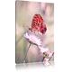 Pixxprint LFs7876_60x40 winziger Roter Schmetterling auf Kleiner Blüte fertig gerahmt mit Keilrahmen Kunstdruck Kein Poster Oder Plakat auf Leinwand, 60 x 40 cm