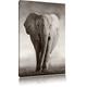 Pixxprint LFs7884_80x60 einsamer Elefant in Afrikanischer Savanne fertig gerahmt mit Keilrahmen Kunstdruck Kein Poster Oder Plakat auf Leinwand, 80 x 60 cm