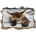Pixxprint 3D_WD_4836_92x62 schlafende Katze mit großen Ohren Wanddurchbruch 3D Wandtattoo, Vinyl, Schwarz/weiß, 92 x 62 x 0,02 cm